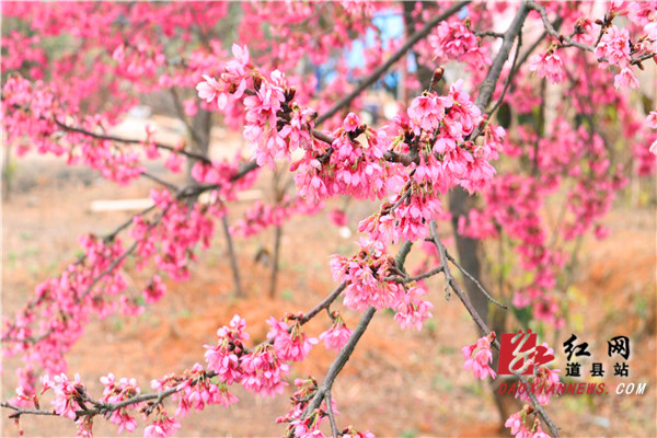 樱花树属于落叶小乔木。作为春天的象征，在春天樱花树上会开出由白色、淡红色转变成深红色的花。它可分单瓣和复瓣两类。单瓣类能开花结果，复瓣类多半不结果。走进园内，无数樱花生长在樱花树躯干上，有的含苞待放，有的争奇斗艳。一团团，一簇簇，粉红色、朱红色、艳红色……令人目不暇接。