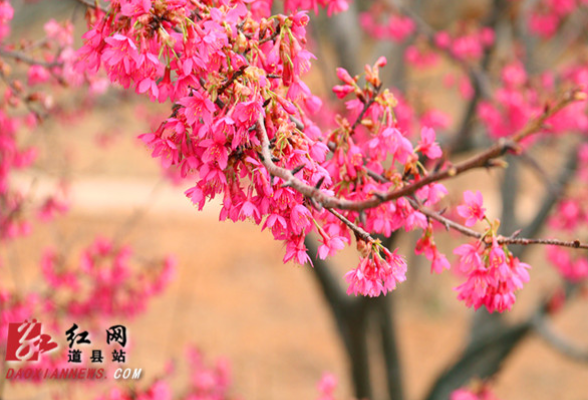 道县：200亩樱花竞相绽放 繁花似锦（组图）