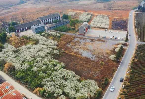 视频丨江华：千亩李花迎春绽放