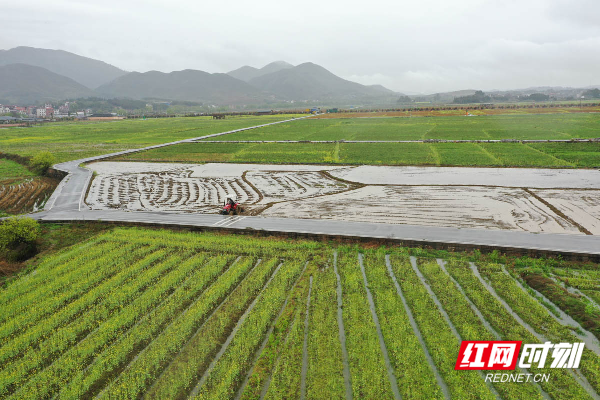 六七甲村早稻基地。