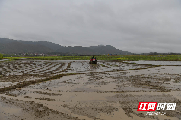 六七甲村早稻基地。
