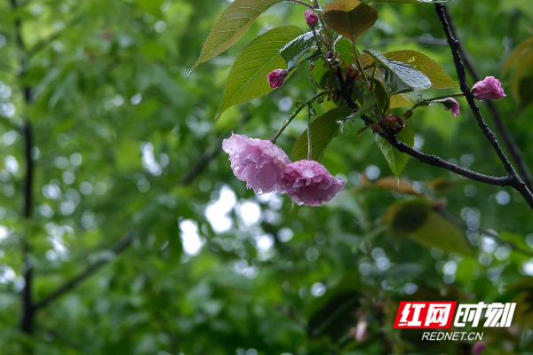 红网时刻永州3月12日讯（通讯员 梁利）春风化雨撒大地，给刚刚苏醒的植物喂饱了甘甜的乳汁，催生了它们早已萌动的“芯”。