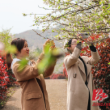 视频丨东安：千亩樱花盛开迎客来