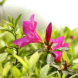 视频丨新田：一年春光好时节 花红柳绿惹人醉