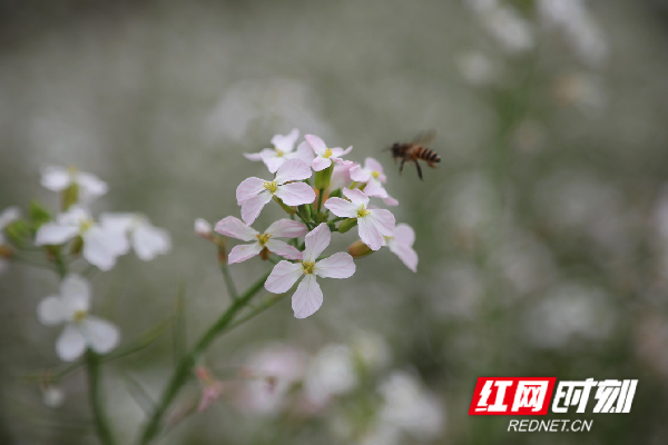 红网时刻3月18日讯（新田融媒记者 蒋军君）去年，新田县三井镇罗家坪村在驻村扶贫工作队的指导下，利用晚稻收割后的冬季“闲置期”，种植50余亩红皮萝卜，获得丰收，有效增加了村民收入。