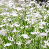 美丽蓝山：除草护花扮靓城市（图）