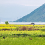 蓝山：油菜花开 扮靓乡村（组图）