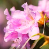 视频丨东安:粉色杜鹃迎风开 遍山尽是映山红