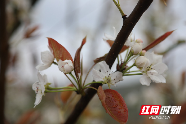 新田县枧头镇马场岭村盛开的梨花。