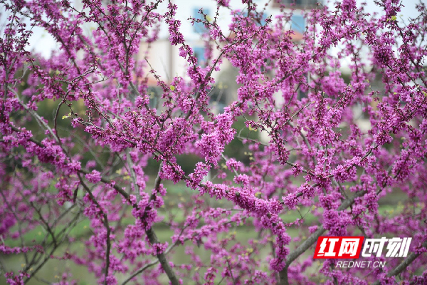 紫荆的花朵不大，一簇一簇的花朵占据了整个枝条，呈玫红色的，一枝枝，一匝匝，如染、如画，极为艳丽。