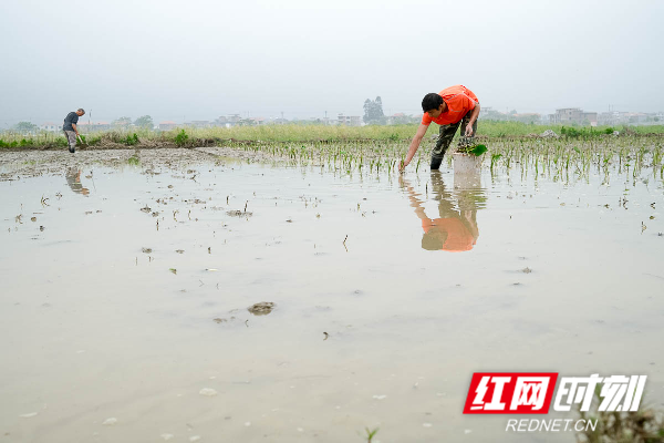 蓝山县塔峰镇赤蓝桥村，农民在插香芋苗。
