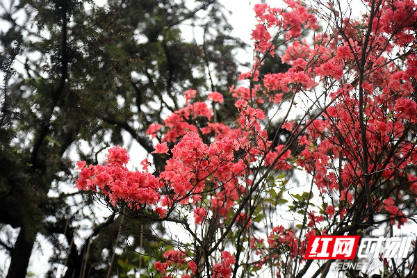 杜鹃花开。