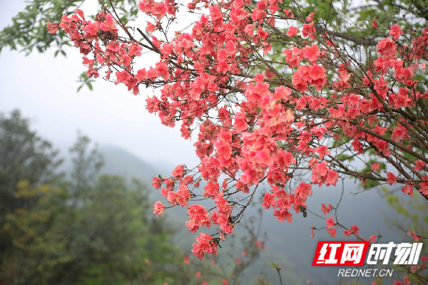 杜鹃花开。