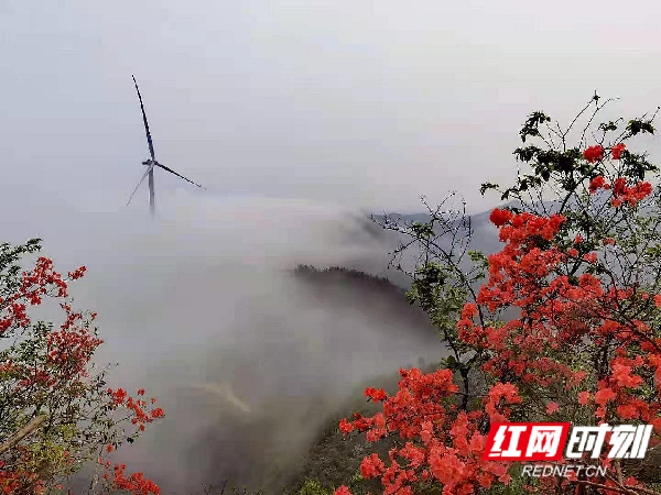 杜鹃花开。