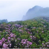 视频丨双牌阳明山：云锦杜鹃美若朝霞