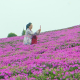 视频丨美丽蓝山：高山茶海觅“知音”