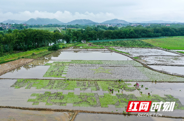 村民正在栽种水稻。