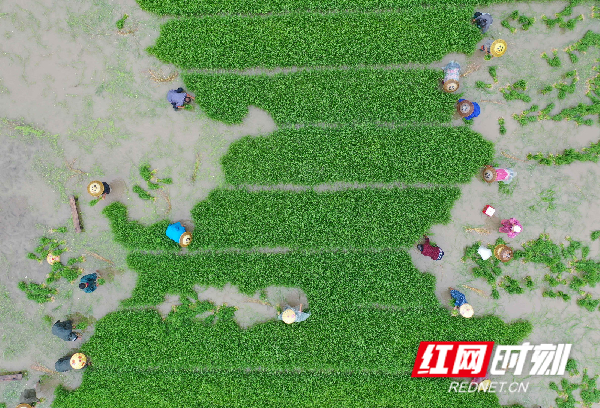 村民正在栽种水稻。