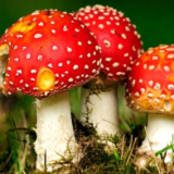 永州市消费者委员会消费提示：谨防误食野生毒蘑菇中毒