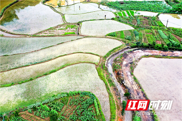 村民正在田里抢插一季稻。