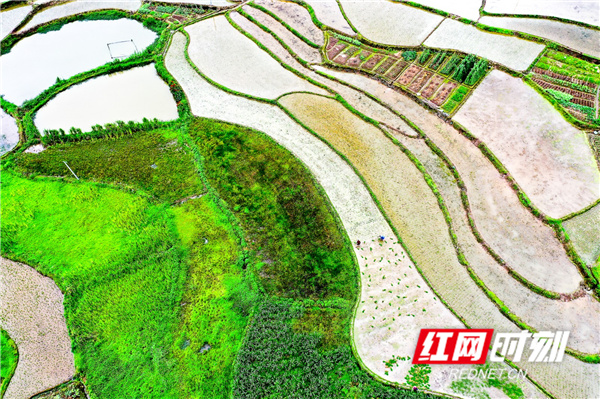 村民正在田里抢插一季稻。