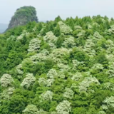 视频丨湖南新田：油桐花开满山白