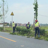 道县：道路绿化正当时 剪枝剪出新画卷