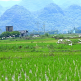 江永夏层铺雄川村：生态美 白鹭飞