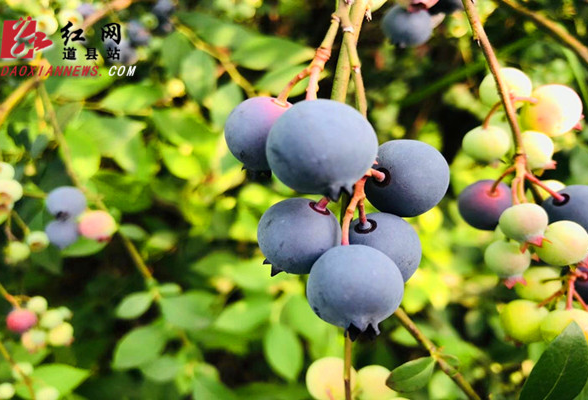 视频丨道县：60亩蓝莓成熟上市 “蓝”精灵“莓”好尽现