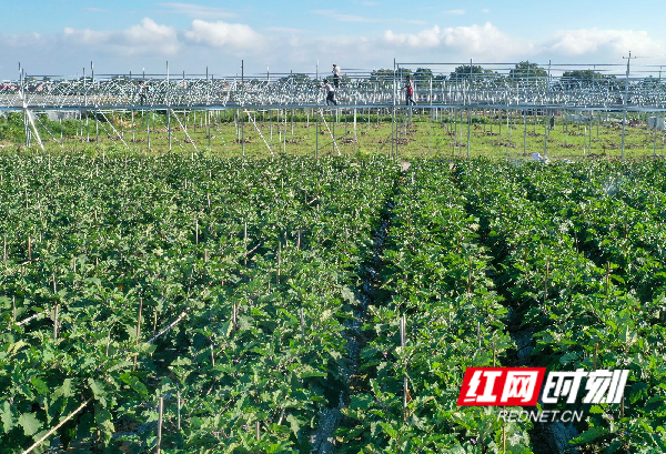 道县现代农业基地。