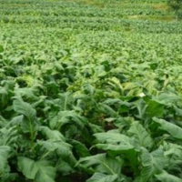 永州市烟叶产业高质量发展研讨会观摩团来蓝山观摩烟叶生产工作