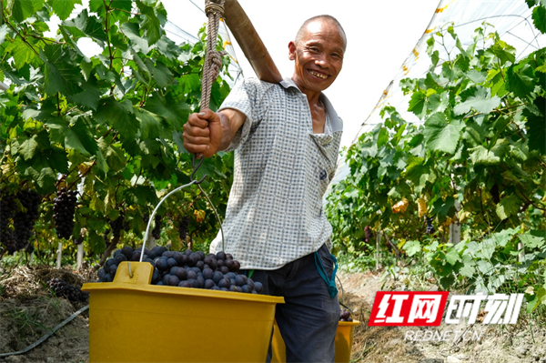 工人将采摘的葡萄及时挑运出去。