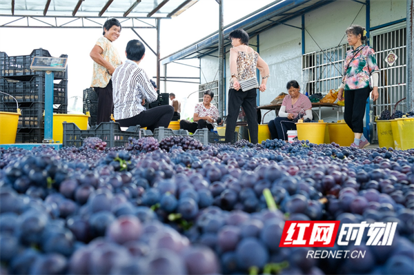 红网时刻6月18日讯（通讯员 梁利）6月18日，湖南省永州市蓝山县塔峰镇半洞葡萄基地，工人们正在采摘夏黑葡萄、分装打包发往全国各地。