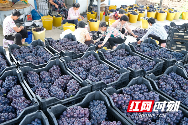 近年来，蓝山县规模化、产业化发展优质葡萄30多个品种，种植面积2万余亩，夏黑等品种葡萄远近闻名、远销全国各地，被消费者亲切地称为“南方的新疆葡萄沟”。