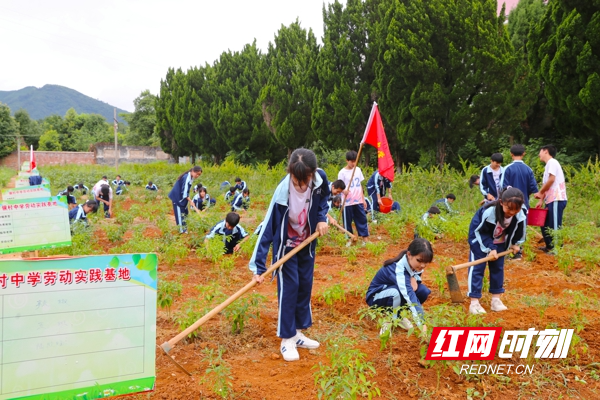 6月21日，湖南省永州市新田县骥村中学劳动实践基地，学生在给种植的辣椒除草、浇水。