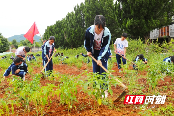 红网时刻6月22日讯（通讯员 刘贵雄）近年来，湖南省永州市新田县将“以劳树德、以劳育美”为教育目的，将劳动教育融入立德树人的全过程，有针对、有计划地组织学生参加劳动实践。新田县骥村中学将校内荒地改建成学生劳动教育实践基地，种植蔬菜、瓜果等农作物，让学生亲历动手实践，出力流汗，接受锻炼，磨炼意志，体验“谁知盘中餐，粒粒皆辛苦”的辛劳，在分享劳动成果时体味劳动的意义和价值，感受到劳动带来的快乐。教育引导学生学会劳动、学会勤俭、学会感恩、学会助人，促进孩子们德智体美劳全面健康成长。