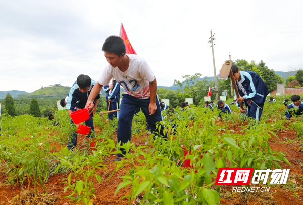 6月21日，湖南省永州市新田县骥村中学劳动实践基地，学生在给种植的辣椒浇水。