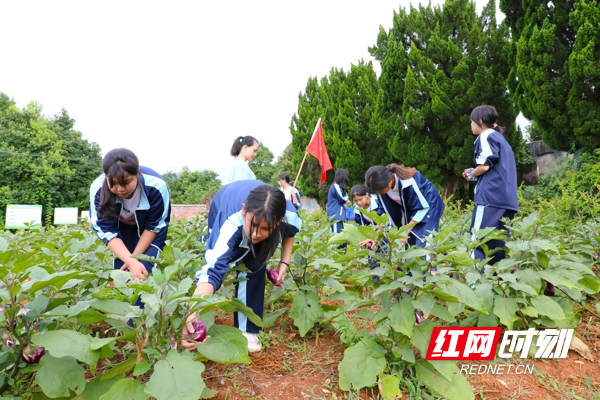 6月21日，湖南省永州市新田县骥村中学劳动实践基地，学生在采摘茄子，体验收获的快乐。