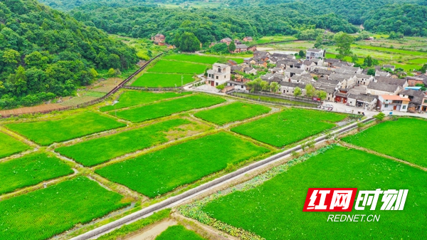谈文溪景区是国家AAA级景区。近年来，新田县在积极抓好景区建设、提升服务质量的同时，严格控制景区农田“非粮化”问题，结合古村特点开展农耕文化休闲观光旅游，在乡村旅游开发同时确保“米袋子”稳产保供。