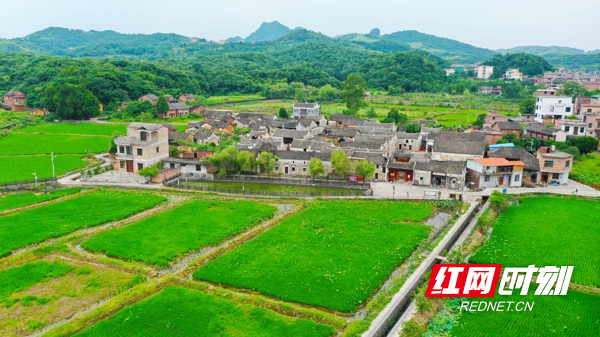 红网时刻6月24日讯（通讯员 刘贵雄）6月23日，湖南省永州市新田县三井镇谈文溪景区，村旁翠绿的青山、村前绿意盎然生机勃勃的稻田与错落有致的古村相互交融，呈现出一幅美丽的生态古村新貌。
