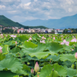 视频丨湖南蓝山：荷花绽放乡村美