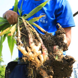 江永：头茬香姜抢鲜上市 脆嫩可口受青睐