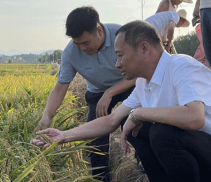 道县：早稻示范片现场测产验收 确保全年粮食高产丰收