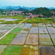 湖南新田：七彩田园绘“丰”景（组图）