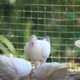 道县：养鸽产业托起群众致富梦