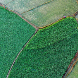 湖南道县：晚稻插秧忙（组图）