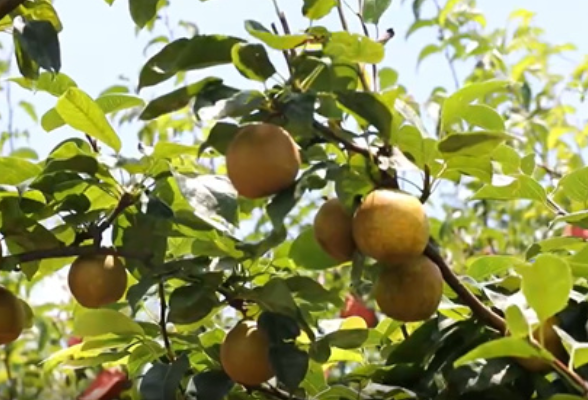 东安：生态种植翠冠梨丰收俏市场