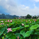 江永：荷花盛开惹人醉 炎炎夏日添诗意