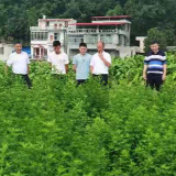 道县乡村振兴局：深入田间地头 服务农业生产