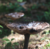 蓝山县涩源村：深山灵芝撑起钱袋子